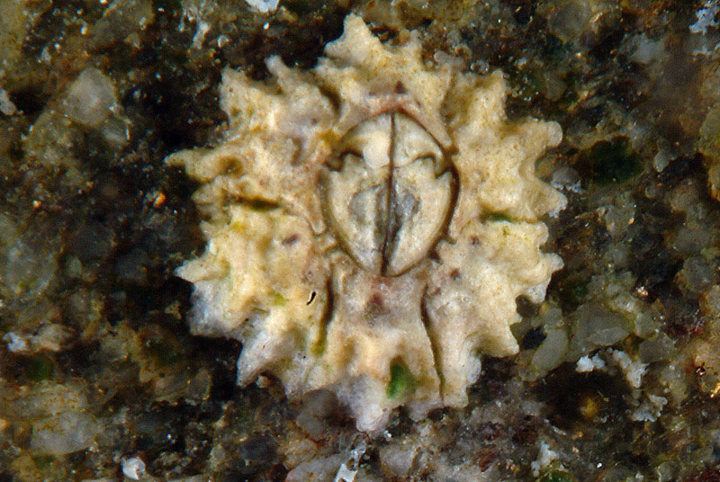 Chthamalus stellatus zona di marea